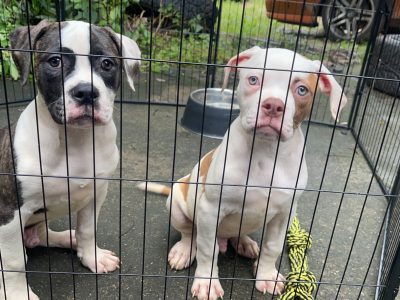 Purebred American Johnson Bulldog Puppies