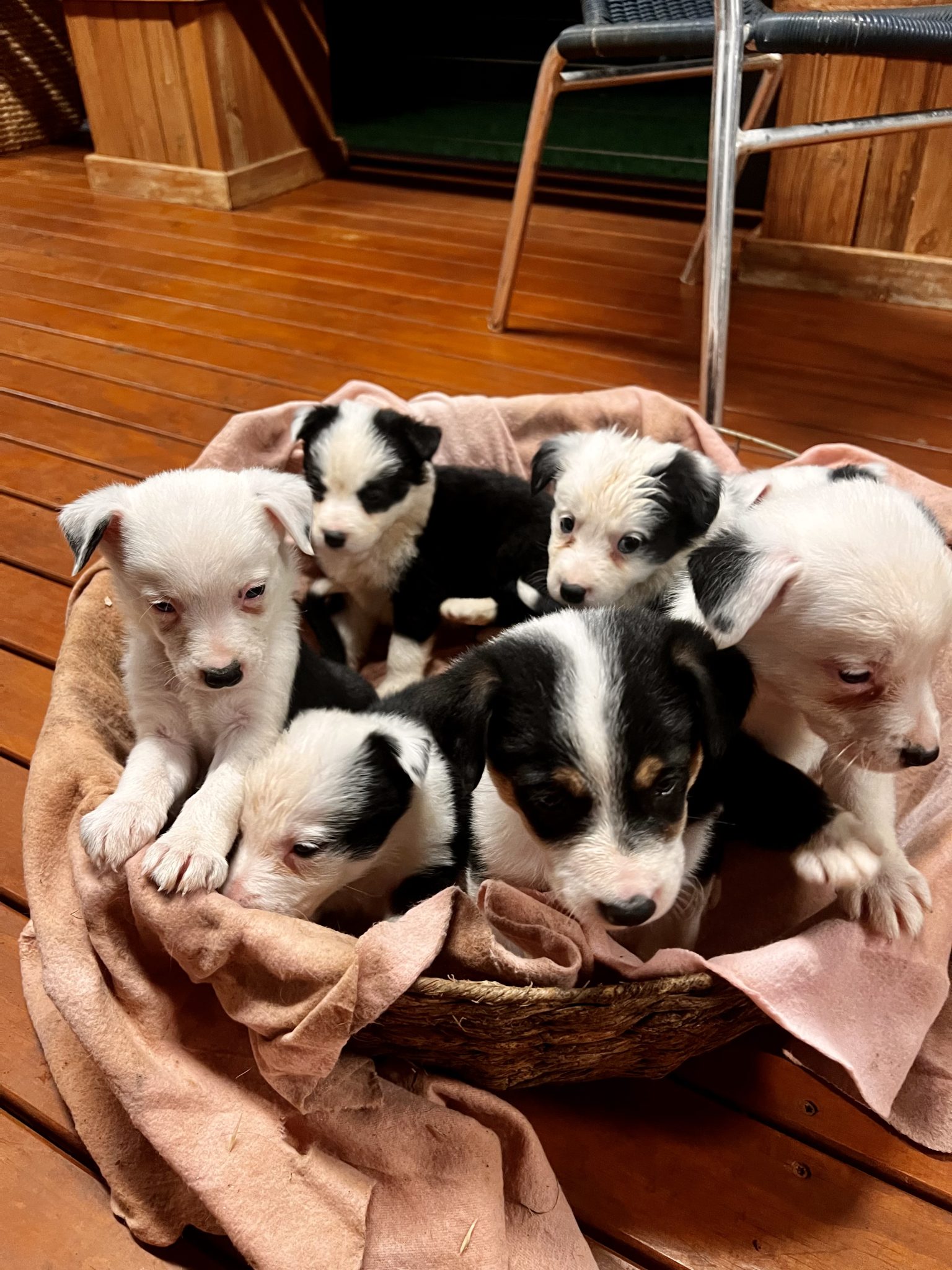 Purebred Border Collie Puppies