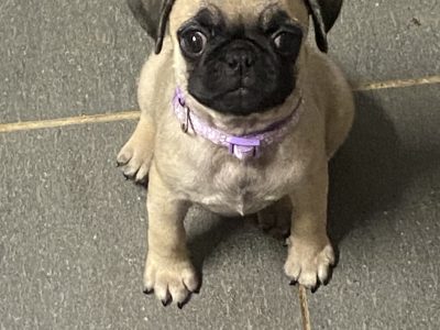 Pug Puppies For Sale