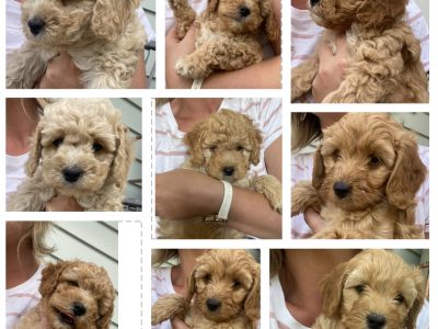 Apricot Miniture Spoodles Ready 1st April