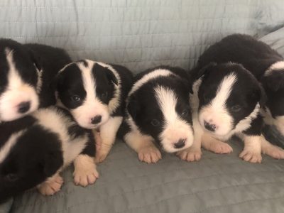 Purebred Border Collie Puppies