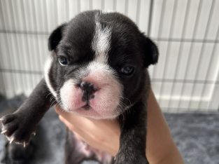 French Bulldog puppies available 12/04