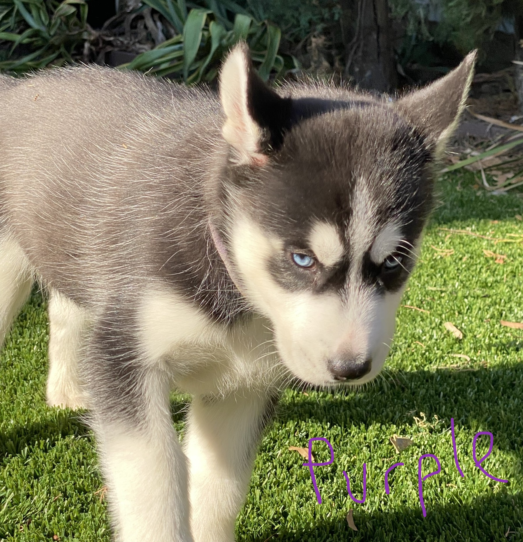 Gorgeous Siberian Husky Puppies - ONLY 3 PUPS LEFT