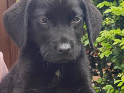 Purebred English Labrador puppies