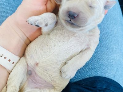 Standard Groodle Puppies