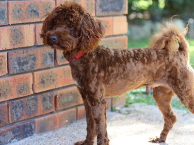 Dark Red Teddy Bear Cavoodles