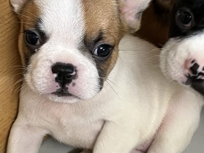 4/4 French Bulldog x Pug frug) Puppies