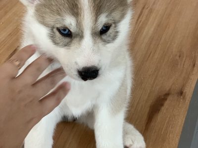 Purebred Siberian Husky puppies