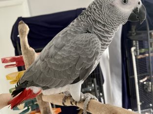 Female African Grey Parrot – Handraised