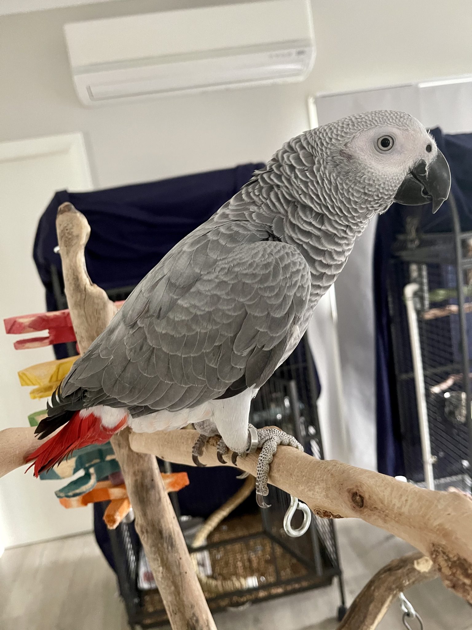 Female African Grey Parrot - Handraised