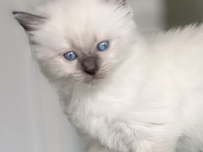 Purebred Ragdoll kittens