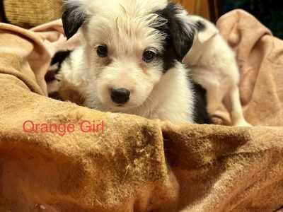 Purebred Border Collie Puppies