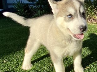 Gorgeous Siberian Husky Puppies – ONLY 3 PUPS LEFT