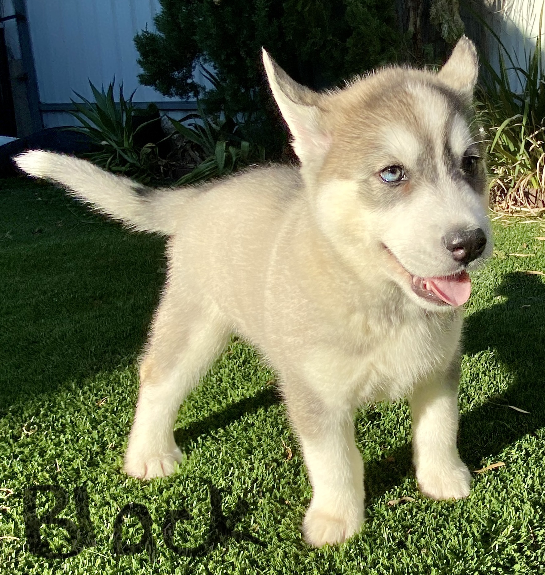 Gorgeous Siberian Husky Puppies - ONLY 3 PUPS LEFT