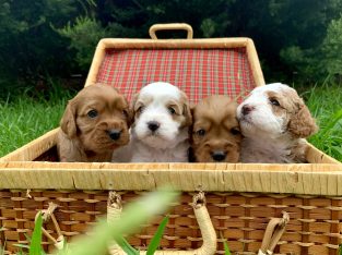 Second Generation Toy Cavoodle Puppies