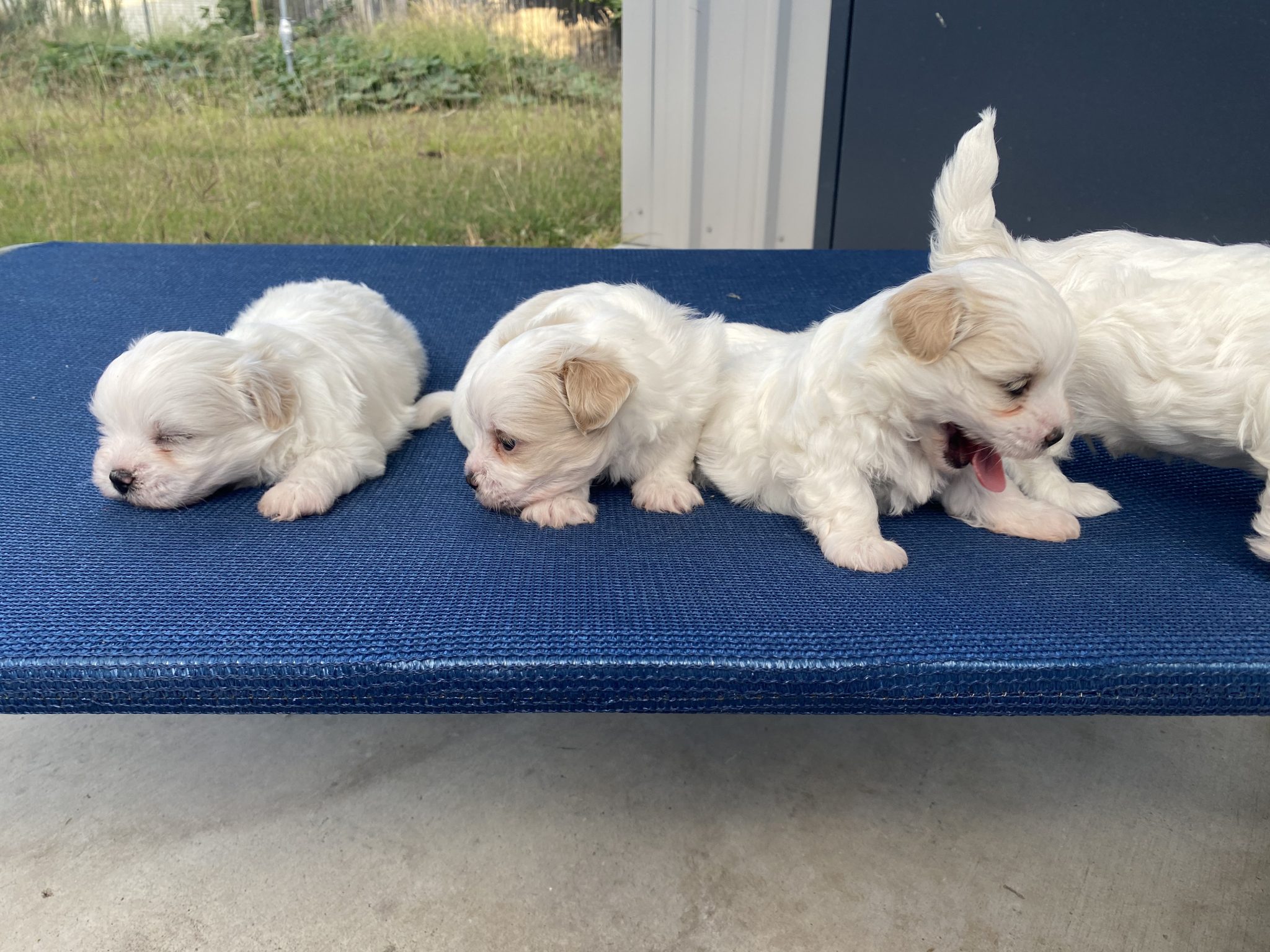 Maltese Shitsu Puppies