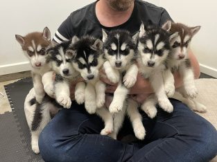 6 Gorgeous and Sweet Husky Puppies For Sale