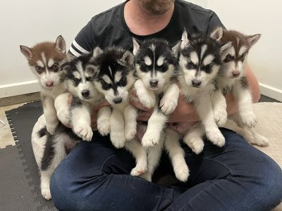 6 Gorgeous and Sweet Husky Puppies For Sale