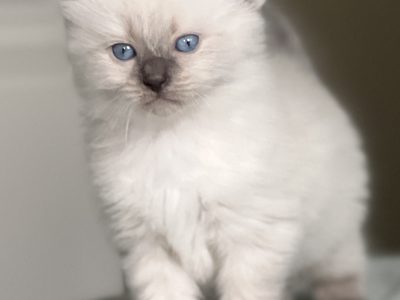Purebred Ragdoll kittens