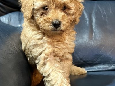 Toy Cavoodle Puppies