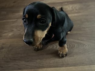 Miniature dachshund puppy, last one left!