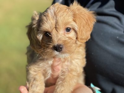 Cavoodle puppies available now
