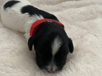 F1 Cavoodles – Males