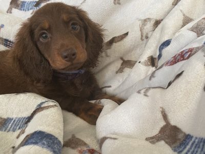 Purebred Miniature Dachshund Chocolate &Tan Pups