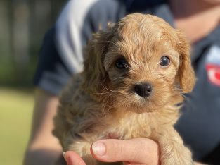 Cavoodle puppies available now