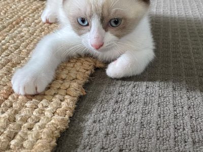 Adorable Ragdoll Kittens