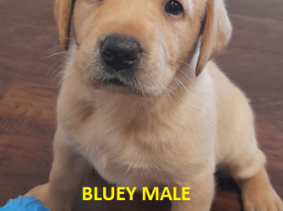 DNA TESTED PARENTS – PUREBRED LABRADOR PUPPIES