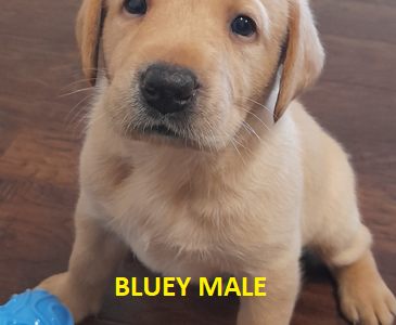 DNA TESTED PARENTS – PUREBRED LABRADOR PUPPIES