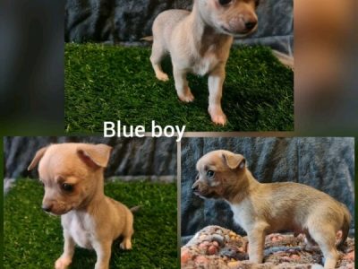 Pure breed chihuahua Pups
