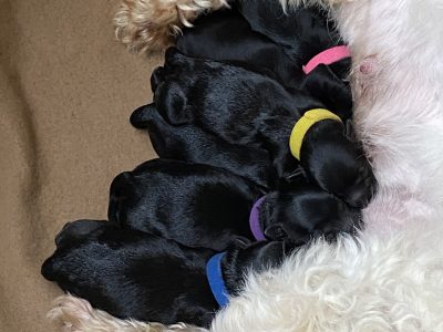 Moodle puppies F1b