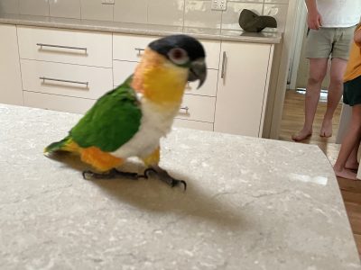 Male Black headed caique parrot