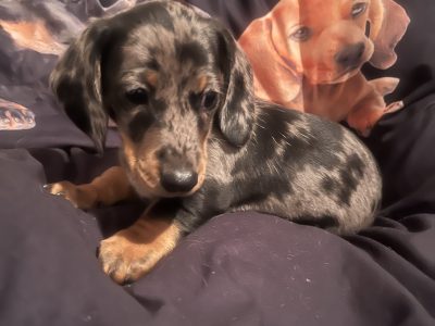 Beautiful dachshund puppy