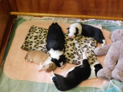 Border collie puppies