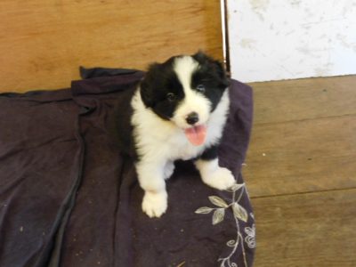 Border collie puppies