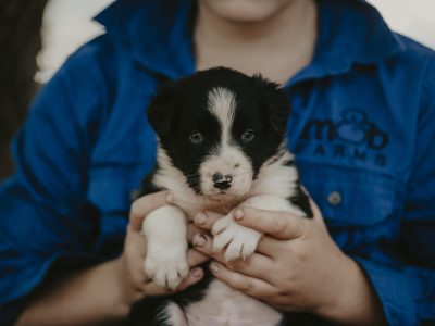 Border Collie Pup