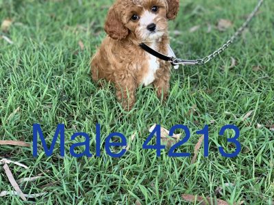 Toy Cavoodles! Cavalier x Toy Poodle