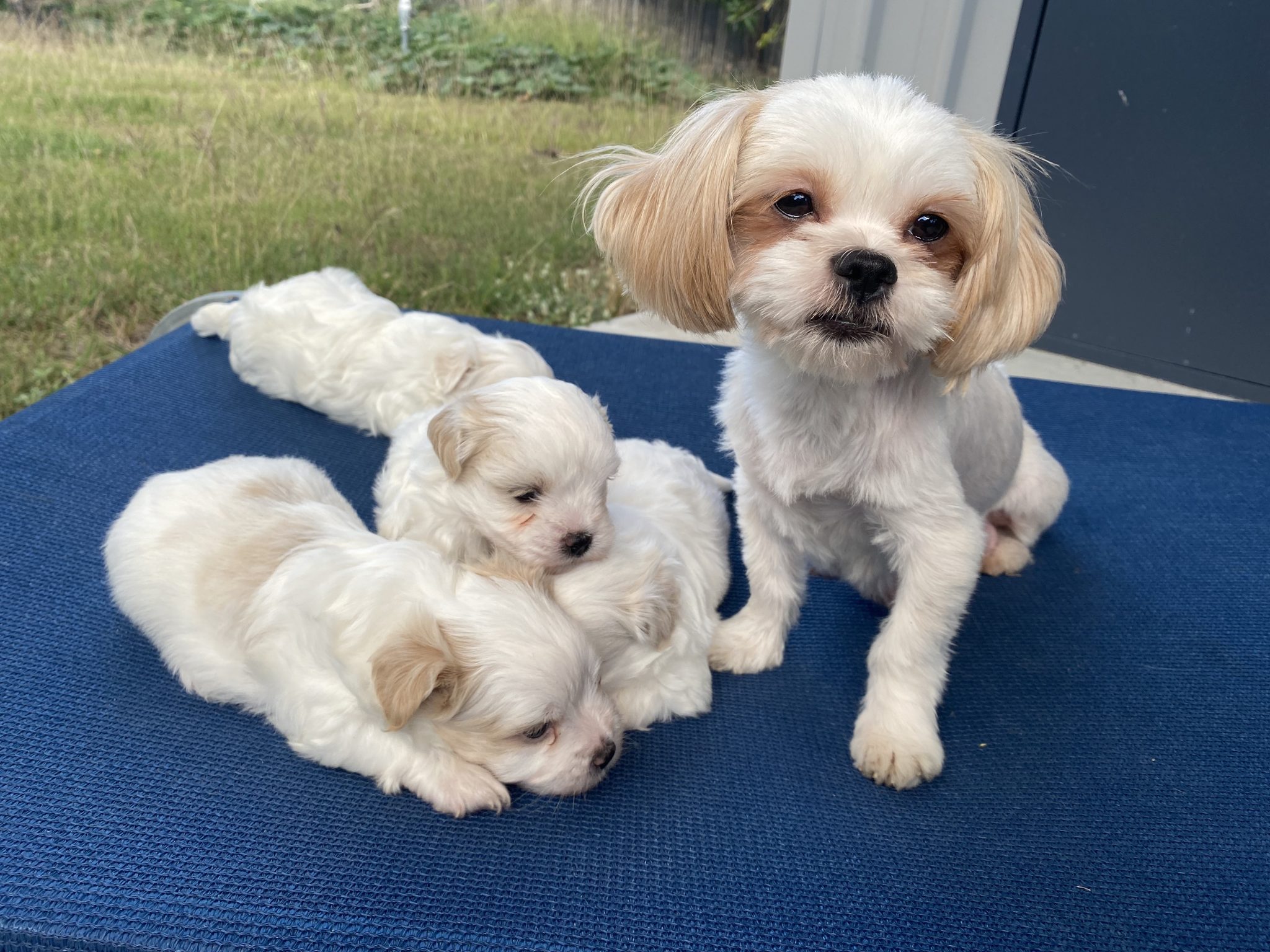 Maltese Shitsu Puppies