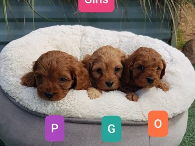 Stunning, healthy Cavoodle Pups for sale