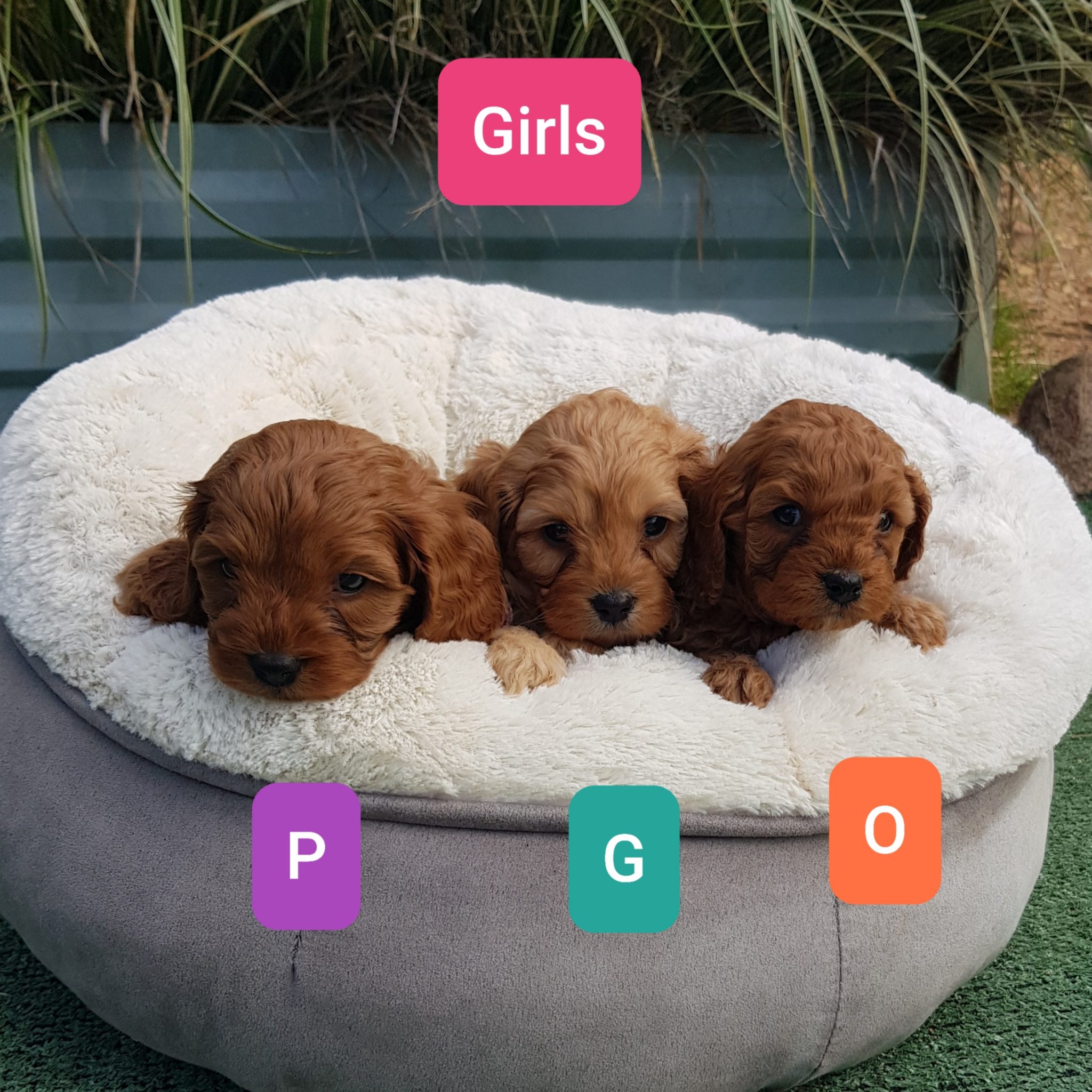 Stunning, healthy Cavoodle Pups for sale