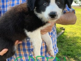 Black & White Border Collie Puppies for sale
