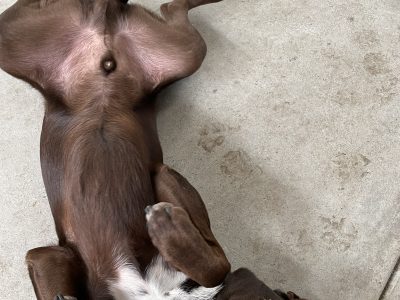 Red – Pure Bred Kelpie for new home