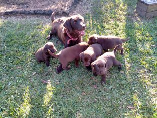 Pure Bred Chocolate Labrador puppies
