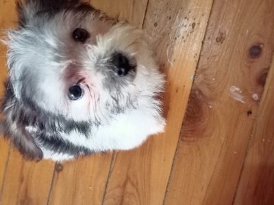 Maltese x Shih Tzu Puppies ready this weekend