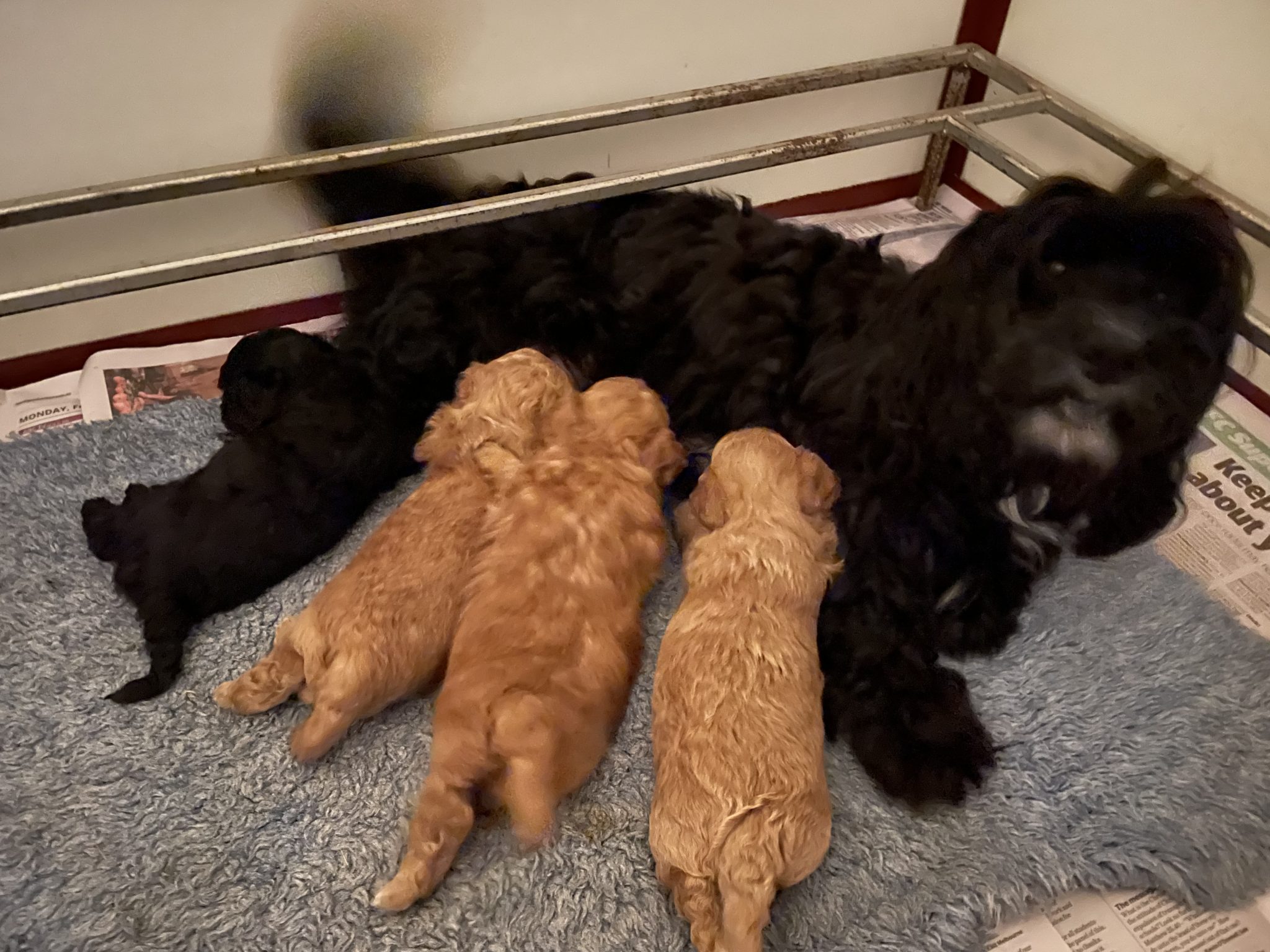 Havanese/Toy Poodle (Havoodle) Puppies