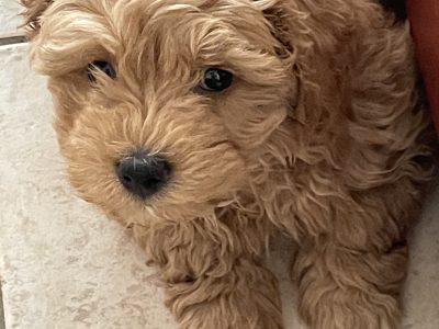 Havanese/Toy Poodle (Havoodle) Puppies