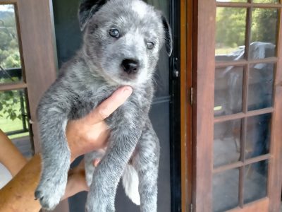 Smithfield Stumpy Tail Heeler pups